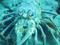   Spiny lobster close  
